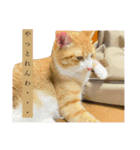 3匹のお猫Part2（個別スタンプ：4）