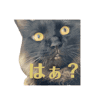 3匹のお猫Part2（個別スタンプ：5）