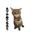 3匹のお猫Part2（個別スタンプ：8）