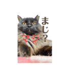 3匹のお猫Part2（個別スタンプ：9）