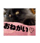 3匹のお猫Part2（個別スタンプ：10）