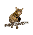3匹のお猫Part2（個別スタンプ：12）
