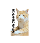 3匹のお猫Part2（個別スタンプ：14）