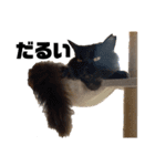 3匹のお猫Part2（個別スタンプ：15）