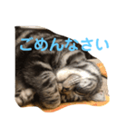 猫がいる日々（個別スタンプ：3）