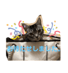 猫がいる日々（個別スタンプ：7）