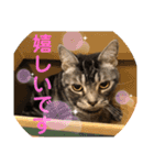 猫がいる日々（個別スタンプ：24）