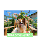 ぱぴぱぴパピヨン30（個別スタンプ：1）