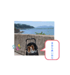 ぱぴぱぴパピヨン30（個別スタンプ：3）