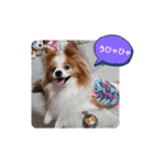 ぱぴぱぴパピヨン30（個別スタンプ：13）