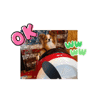 ぱぴぱぴパピヨン30（個別スタンプ：14）
