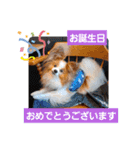 ぱぴぱぴパピヨン30（個別スタンプ：15）