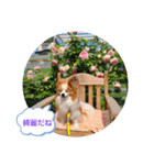 ぱぴぱぴパピヨン30（個別スタンプ：16）