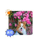ぱぴぱぴパピヨン30（個別スタンプ：18）