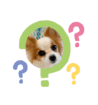 パピヨンのぴのちゃんのスタンプ♡5（個別スタンプ：5）