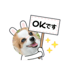 パピヨンのぴのちゃんのスタンプ♡5（個別スタンプ：7）