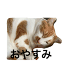 きーたんとん（個別スタンプ：4）