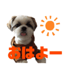 シーズー犬 パンナ3（個別スタンプ：1）