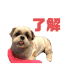 シーズー犬 パンナ3（個別スタンプ：2）