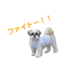 シーズー犬 パンナ3（個別スタンプ：3）