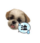 シーズー犬 パンナ3（個別スタンプ：4）