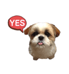 シーズー犬 パンナ3（個別スタンプ：6）