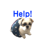 シーズー犬 パンナ3（個別スタンプ：7）