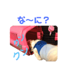 シーズー犬 パンナ3（個別スタンプ：8）