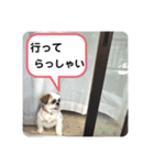 シーズー犬 パンナ3（個別スタンプ：9）