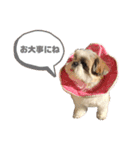 シーズー犬 パンナ3（個別スタンプ：10）