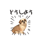 シーズー犬 パンナ3（個別スタンプ：12）