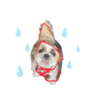 シーズー犬 パンナ3（個別スタンプ：14）