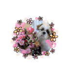 シーズー犬 パンナ3（個別スタンプ：16）