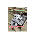 たまねぎ団員4（個別スタンプ：11）