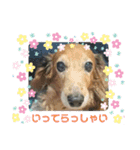 めりんぷ④（個別スタンプ：2）