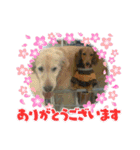 めりんぷ④（個別スタンプ：5）