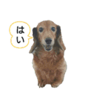 めりんぷ④（個別スタンプ：6）