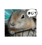 めりんぷ④（個別スタンプ：11）
