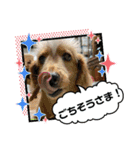 めりんぷ④（個別スタンプ：16）