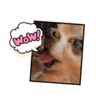 マックスねーね（個別スタンプ：31）