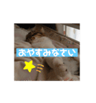 ねこと生活( キョンとねこ)（個別スタンプ：1）