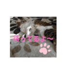ねこと生活( キョンとねこ)（個別スタンプ：2）