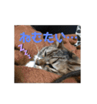 ねこと生活( キョンとねこ)（個別スタンプ：3）