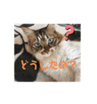ねこと生活( キョンとねこ)（個別スタンプ：4）