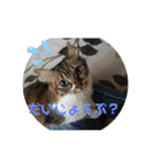 ねこと生活( キョンとねこ)（個別スタンプ：5）