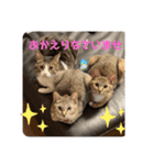 ねこと生活( キョンとねこ)（個別スタンプ：6）