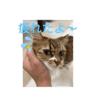 ねこと生活( キョンとねこ)（個別スタンプ：7）