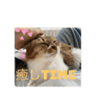 ねこと生活( キョンとねこ)（個別スタンプ：8）