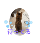ねこと生活( キョンとねこ)（個別スタンプ：9）