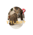 ねこと生活( キョンとねこ)（個別スタンプ：10）